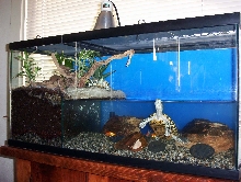 Aquatic Vivarium