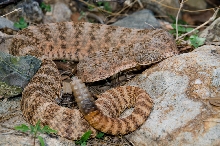 Crotalus tigris