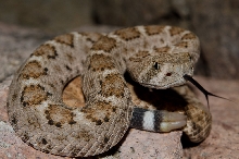 Western Diamondback Rattlesnake