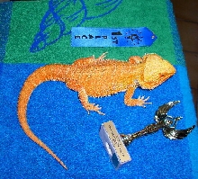 CAYENNE