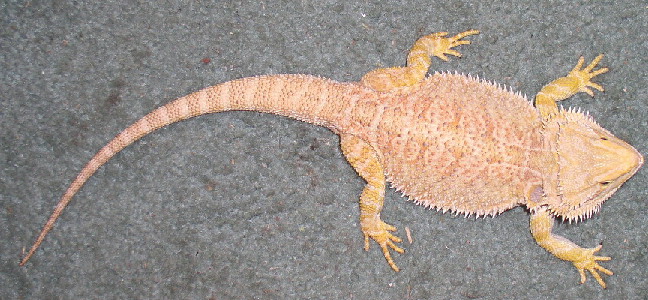 Ginger full length
