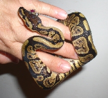 Granite female