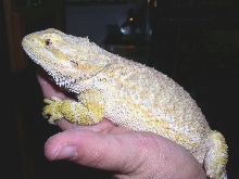 female beardie