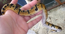 harlequin?