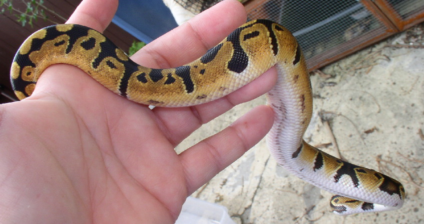 harlequin?
