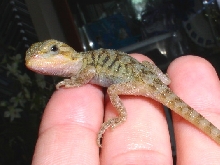 transparent citrus beardie