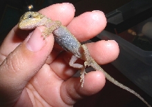 transparent citrus belly shot