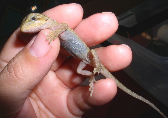 transparent citrus belly shot