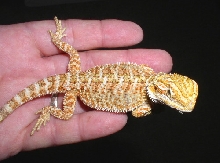 Cayenne jr.