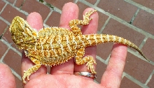 Son of Cayenne