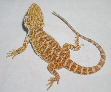 red orange male