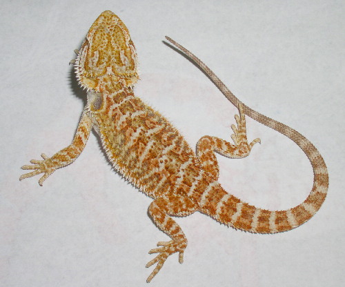 red orange male