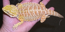 orange male holdback