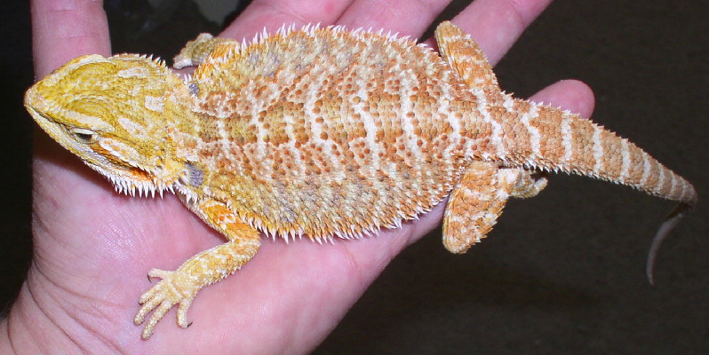 orange male holdback