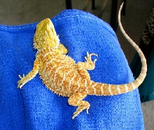 red  yellow  orange male