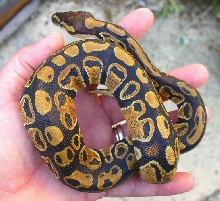 She's So Unusual Top View