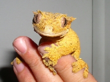 Buttercup