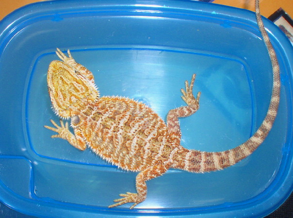 orange male