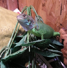 Magila