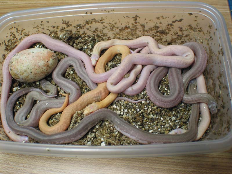 bullsnake triple het clutch