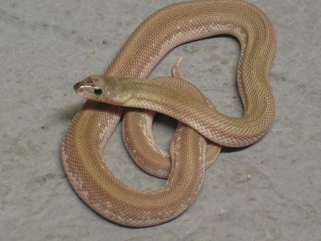 A8-F