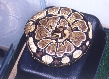 my royal (ball)