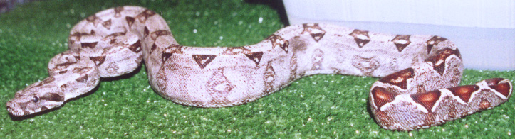 young boa