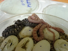 T- Albino Bairds Rat Snake