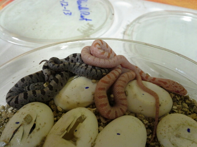 T- Albino Bairds Rat Snake