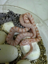 T- Albino Bairds Rat Snake