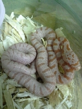 T- Albino Bairds Rat Snake