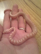 T- Albino Bairds Rat Snake
