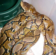 Java Retic