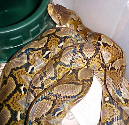 Java Retic