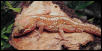 Albino Pictus