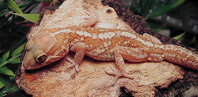 Albino Pictus