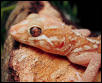 Albino Pictus