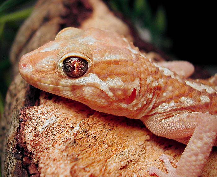 Albino Pictus