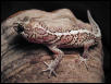 Axanthic Pictus