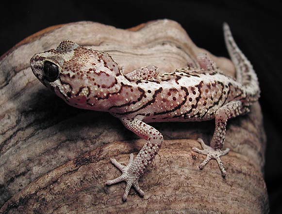 Axanthic Pictus