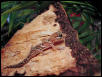 Baby pictus