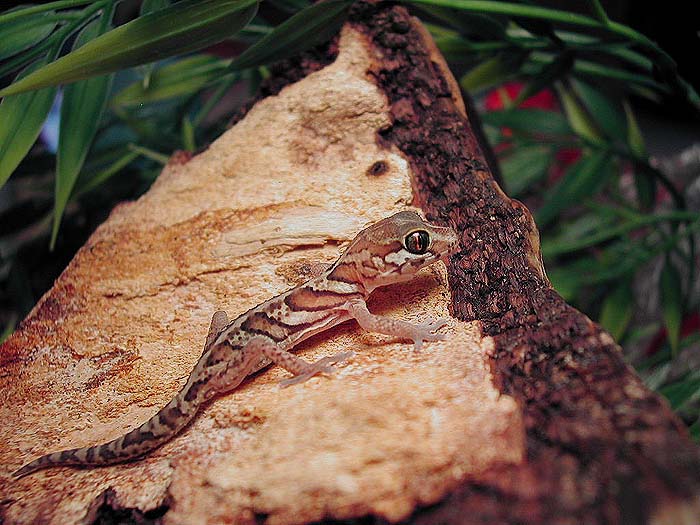 Baby pictus