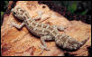 Viper Gecko1