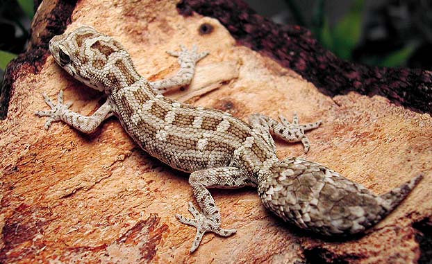 Viper Gecko1
