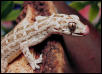 Viper Gecko2