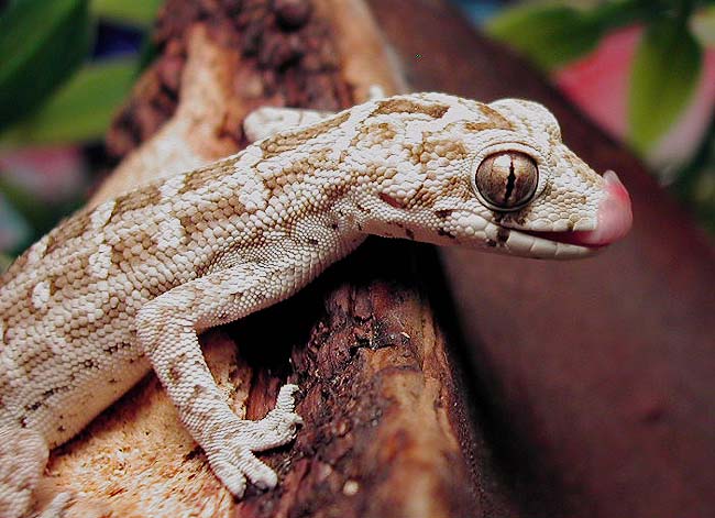 Viper Gecko2