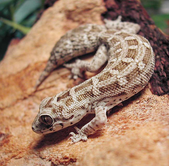 Viper Gecko3
