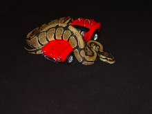 Josien&Cobra