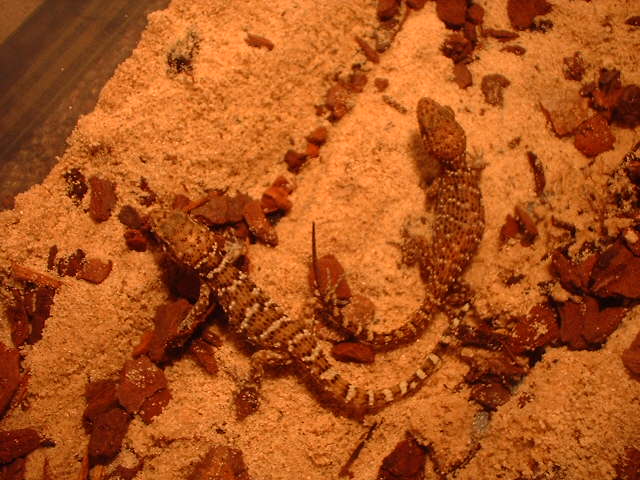 Bynoes or Prickly Gecko - Heteronotia binoei