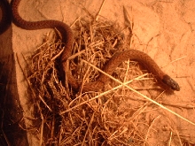 (Legless Lizard) Black Headed Scaly Foot - Pygopus nigriceps, male